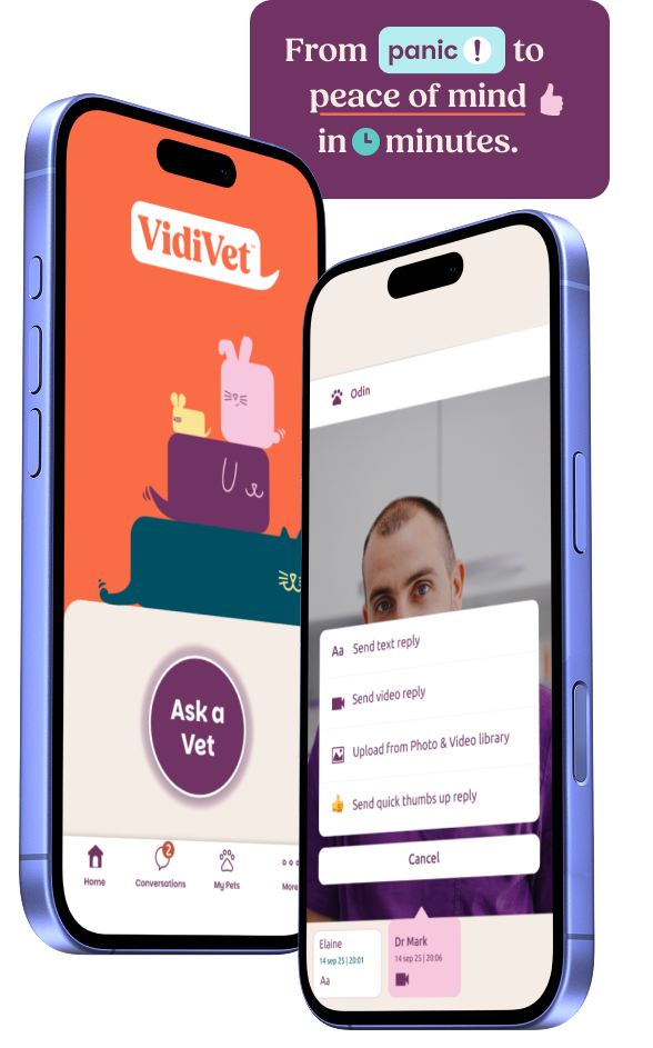 Two phones showing the VidiVet app